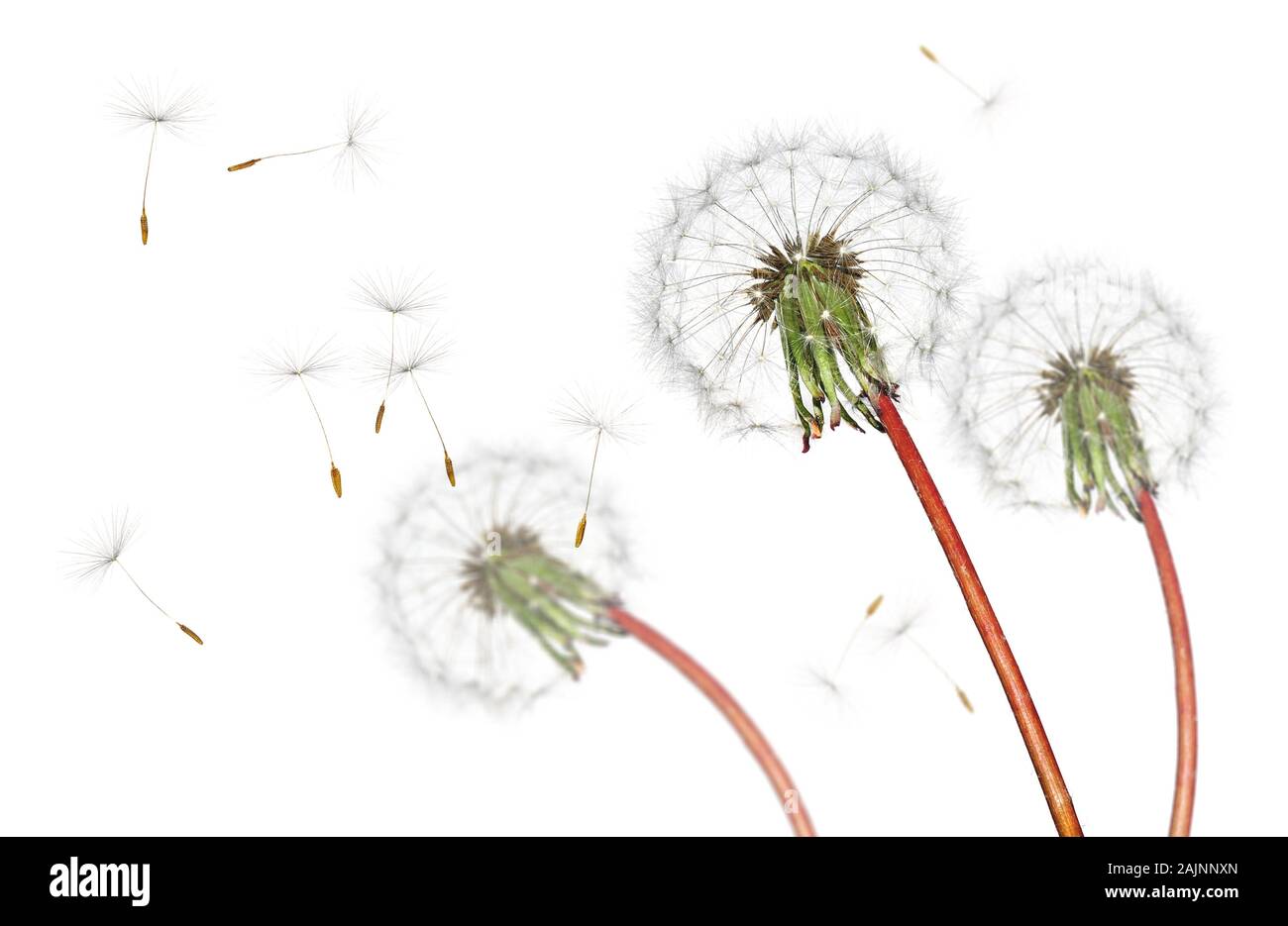 Airborne dandelion seeds flying in the wind, isolated on a white background Stock Photo