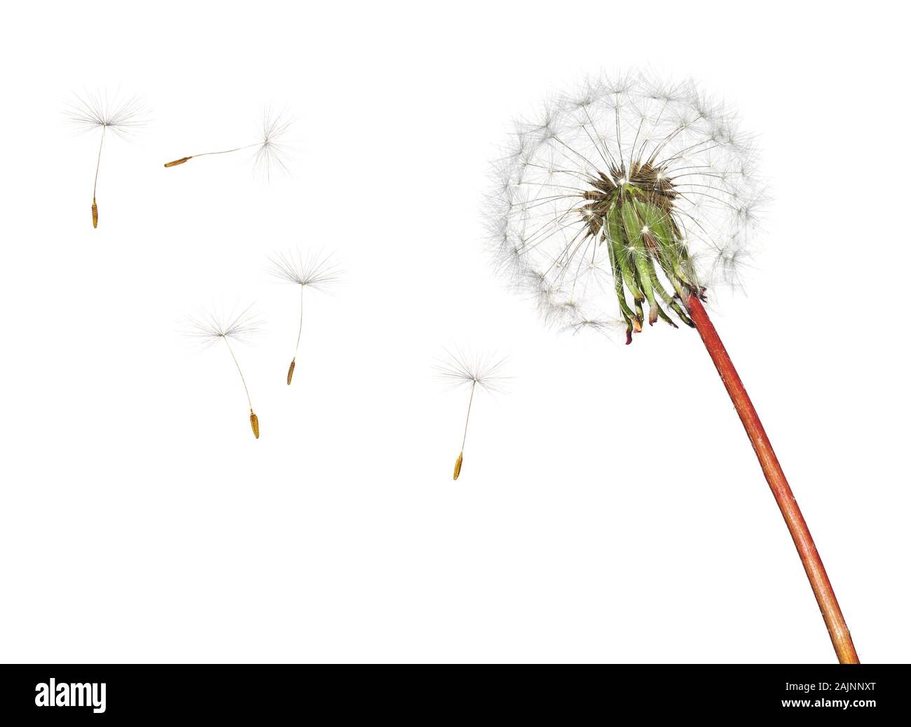 Blowing dandelion seeds isolated on white background Stock Photo