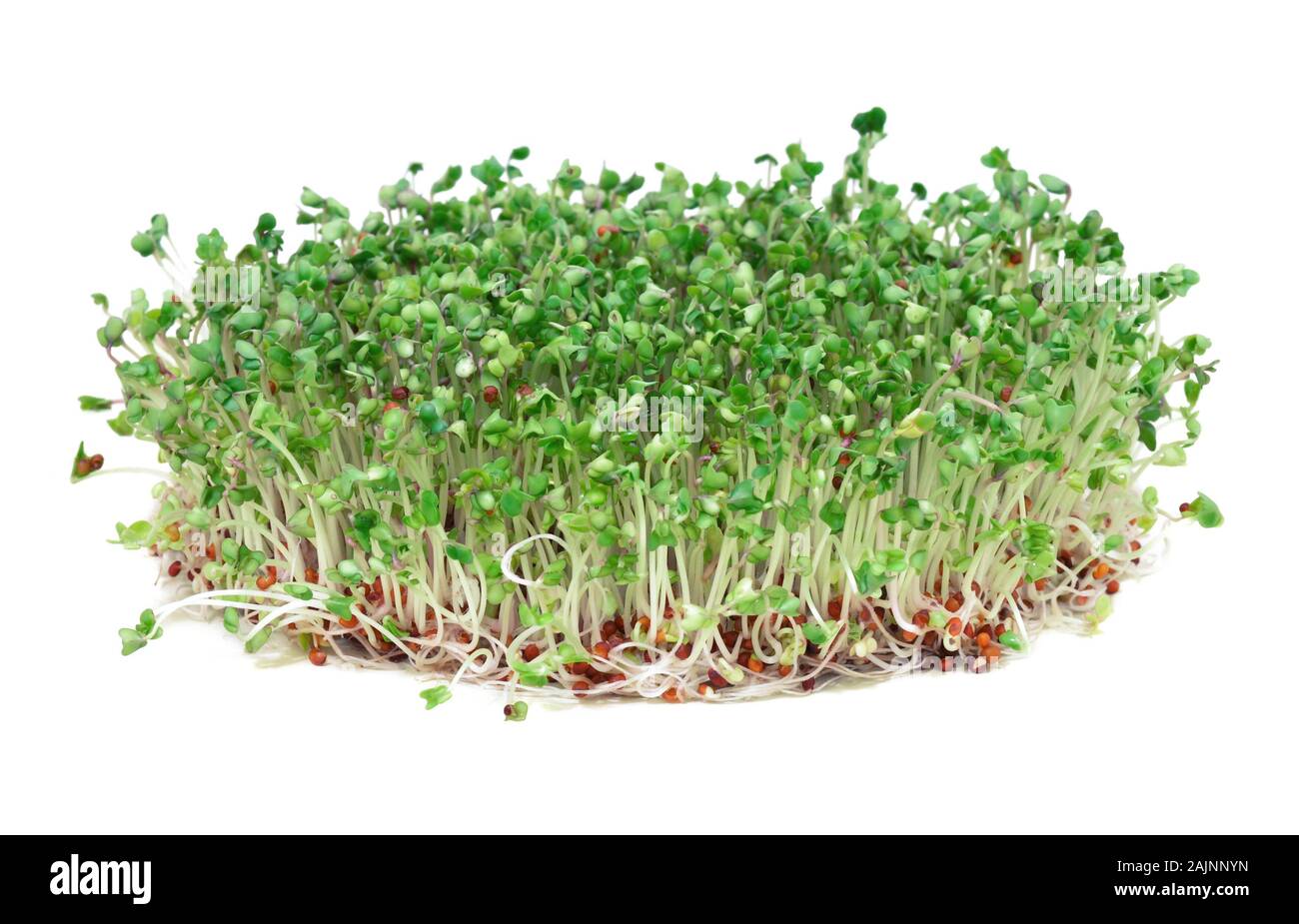 Young broccoli sprouts, a phytochemical-rich cancer-fighting food Stock Photo