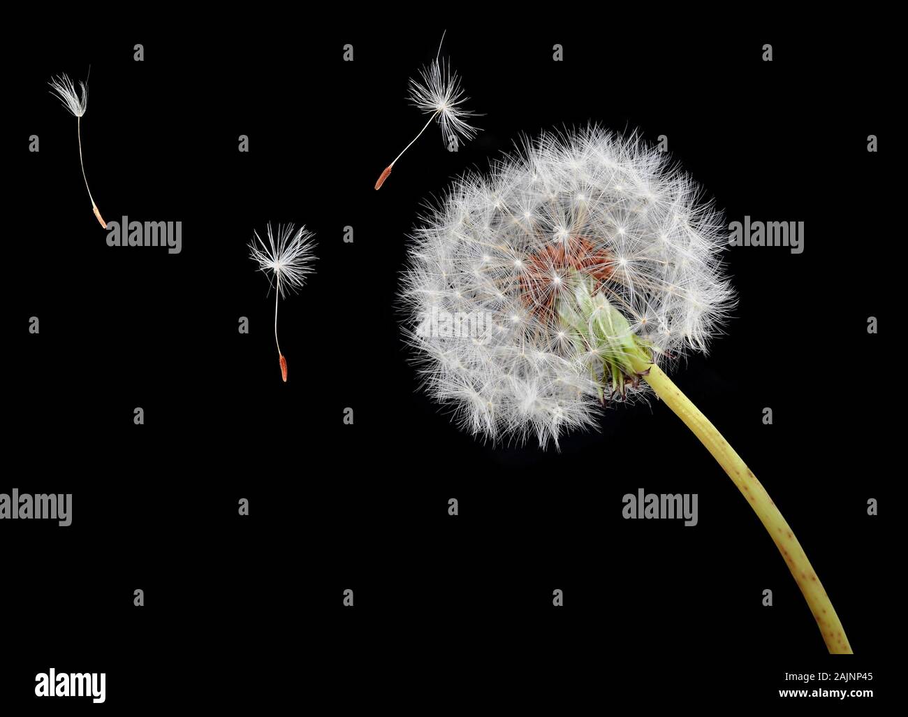 Dandelion seeds floating on the wind, isolated on a black background Stock Photo