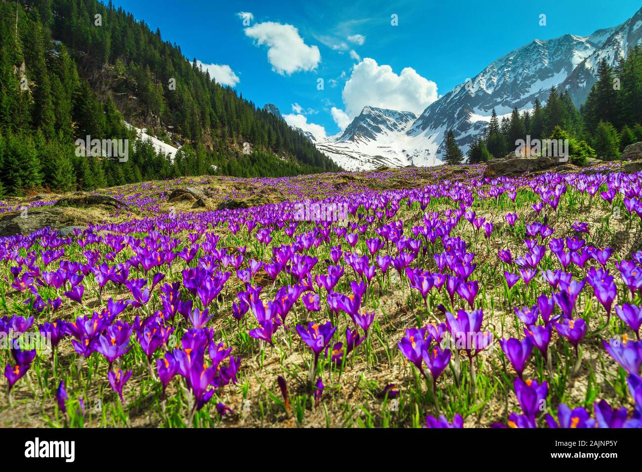 Amazing alpine spring landscape, beautiful meadow with fresh colorful purple crocus flowers and high snowy mountains in background, Fagaras mountains, Stock Photo