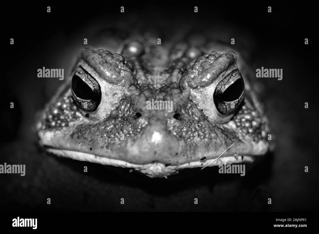 Closeup black and white macro of toad eyes isolated in dark shadows Stock Photo
