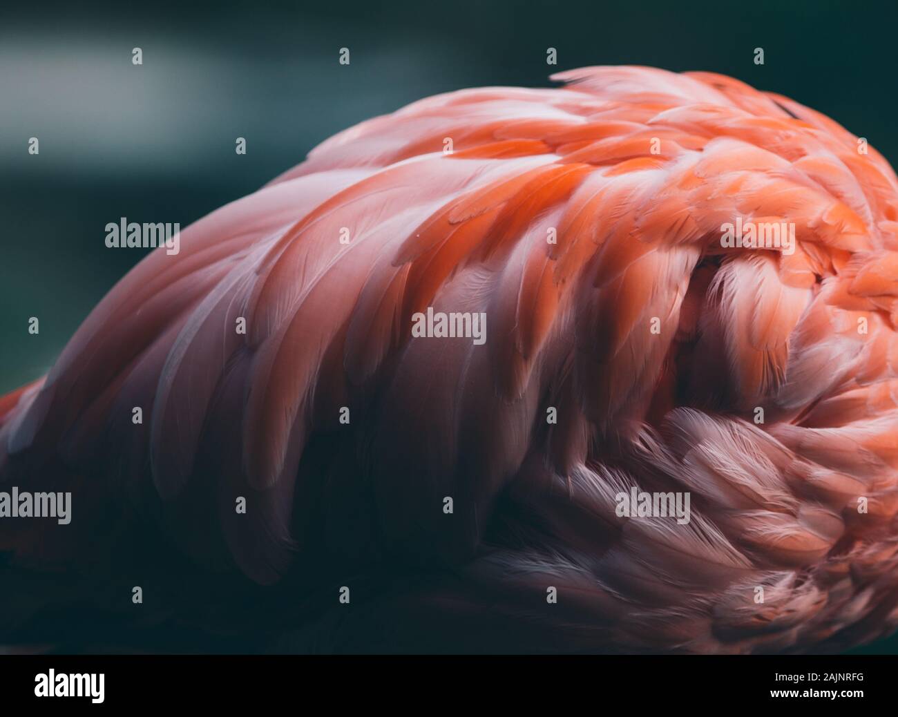 Beautiful close-up of the feathers of a pink flamingo bird. Creative background. Stock Photo