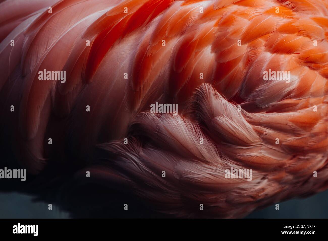 Beautiful close-up of the feathers of a pink flamingo bird. Creative background. Stock Photo