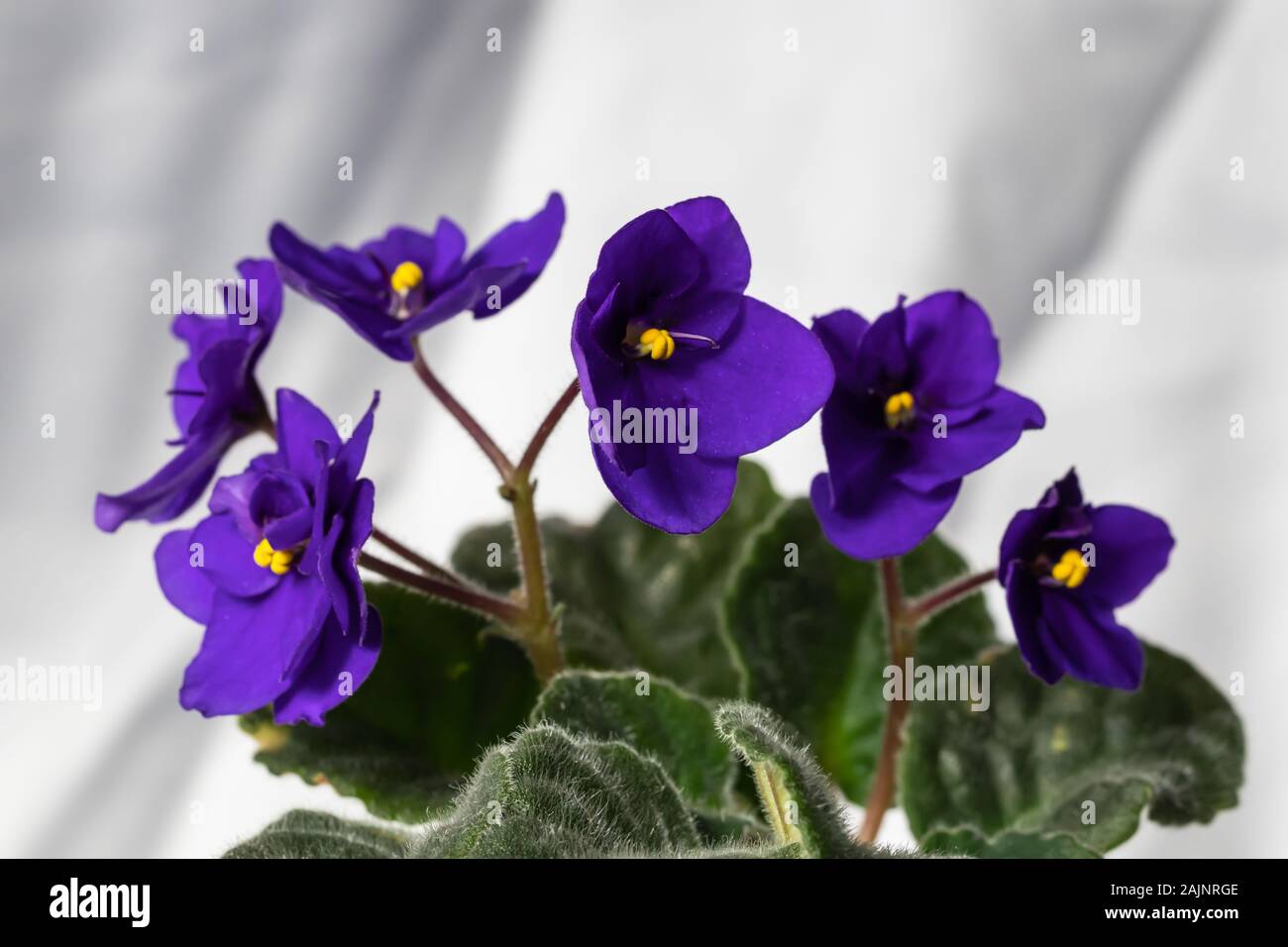 Macro view over African-violet (Saintpaulia ionantha) flower. Stock Photo