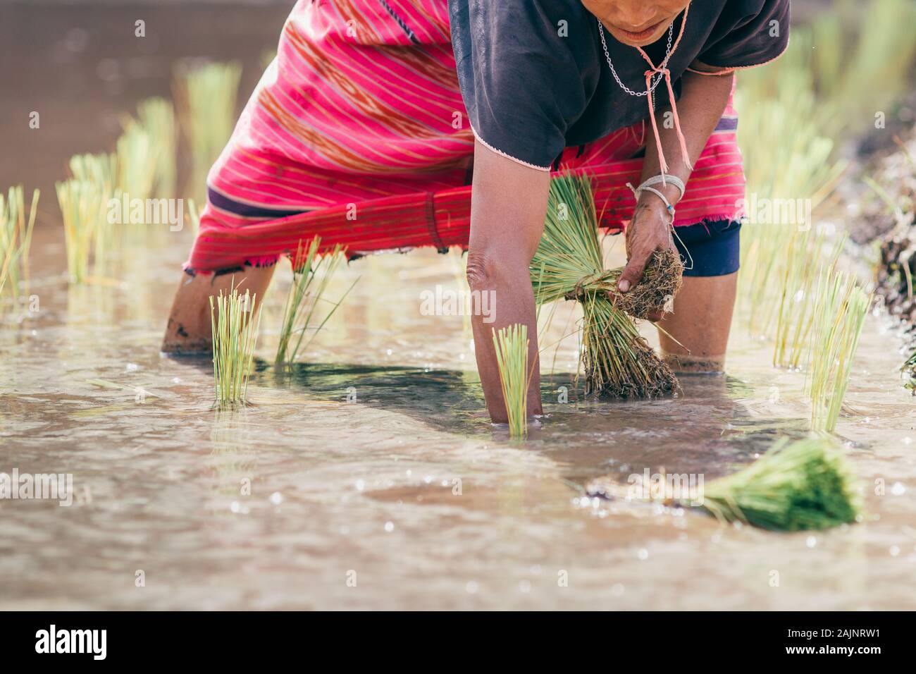 Woman planting rice at rice fields in Thailand. Stock Photo