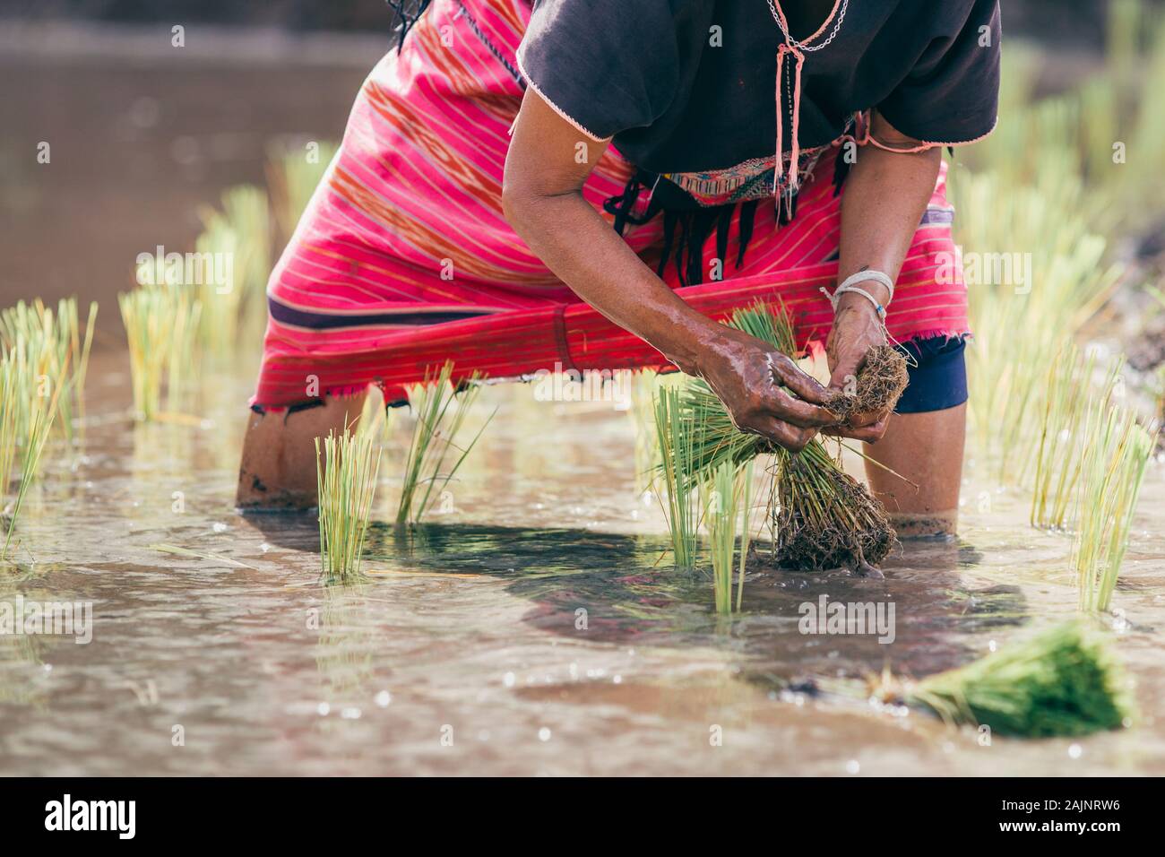 Woman planting rice at rice fields in Thailand. Stock Photo