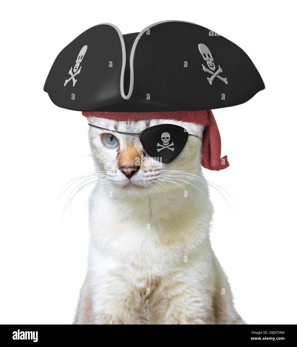 Funny animal costume of a cat pirate captain wearing a tricorn hat and eyepatch with skulls and crossbones, isolated on a white background Stock Photo