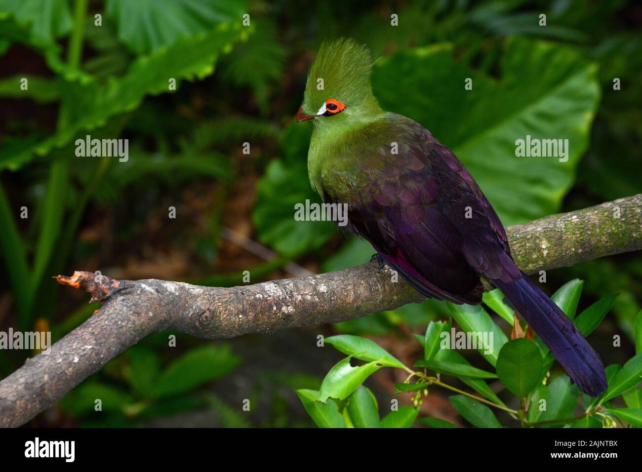 Guinea turaco sitting on a branch, also known by its scientific name Tauraco persa Stock Photo