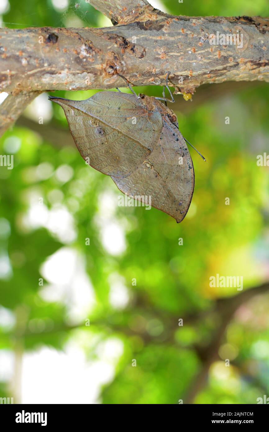Kallima inachus butterfly with incredible evolutionary camouflage, also known as orange oakleaf or dead leaf Stock Photo