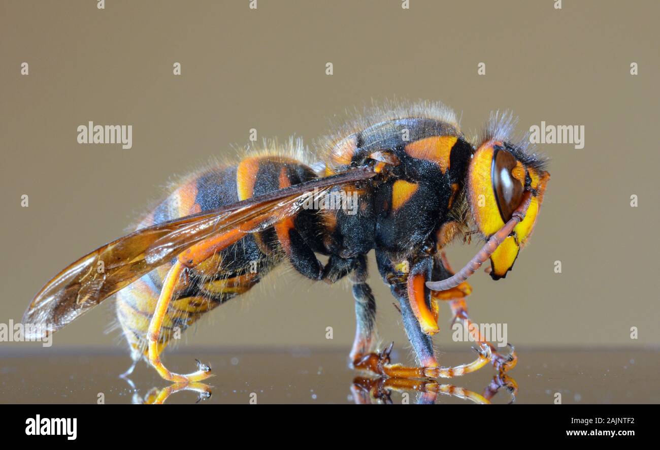 Japanese giant hornet closeup macro, also called giant sparrow bee Stock Photo