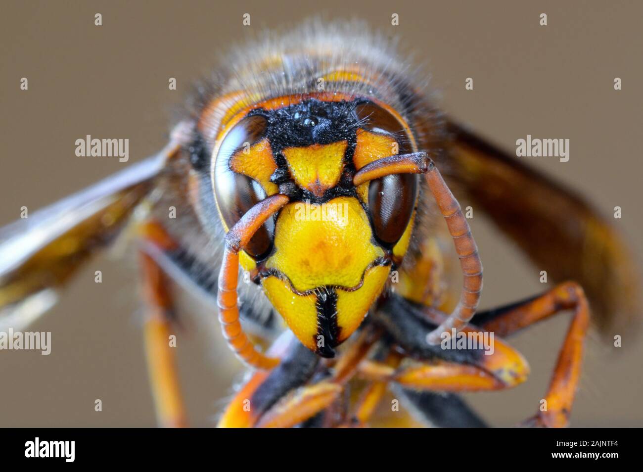 Closeup macro of Japanese giant hornet face Stock Photo