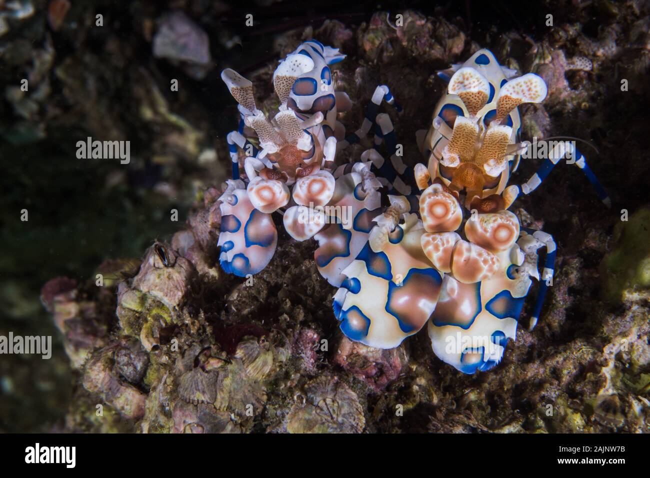 Two Harlequin shrimps (Hymenocera picta) close up of this tiny patterned brightly colored crustaceans. Stock Photo