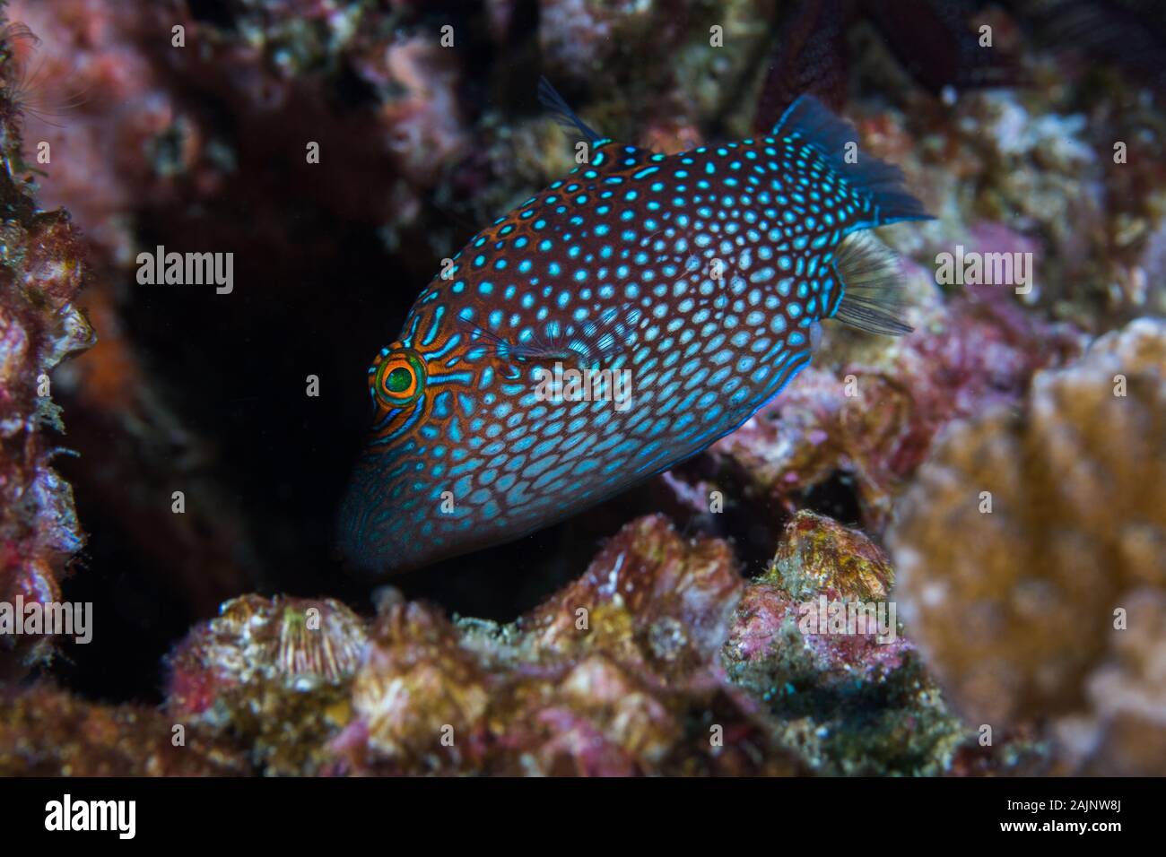 Honeycomb toby fish (Canthigaster janthinoptera) swimming into it's hiding place. Stock Photo
