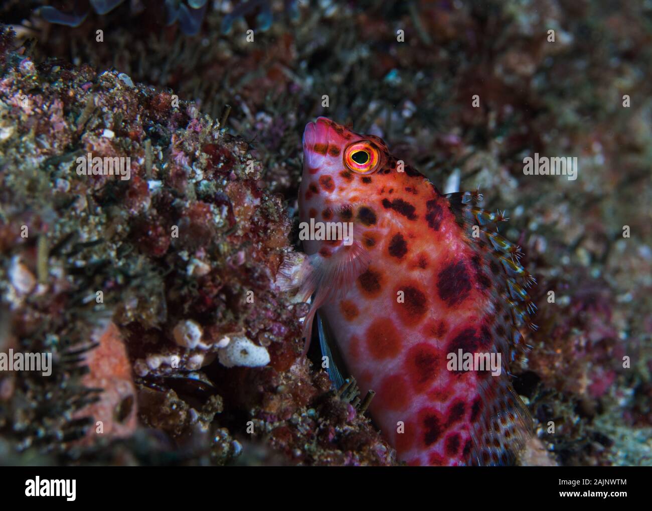 Spotted hawkfish (Cirrhitichthys oxycephalus)  side view of a brightly colored fish with dark spots sitting on the reef. Stock Photo