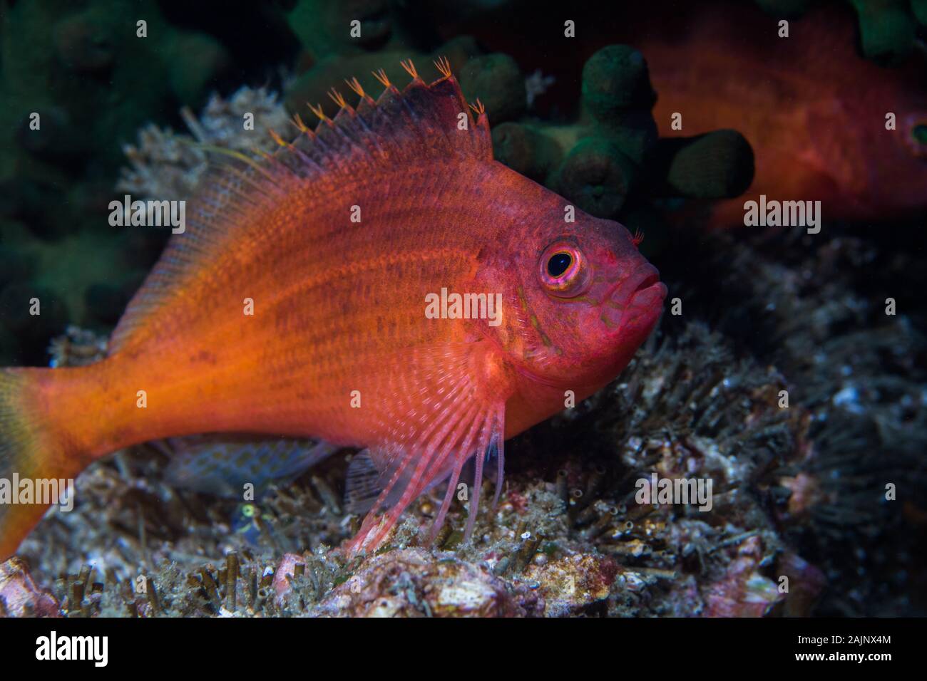 Swallowtail hawkfish (Cyprinocirrhites polyactis) bright colored fish