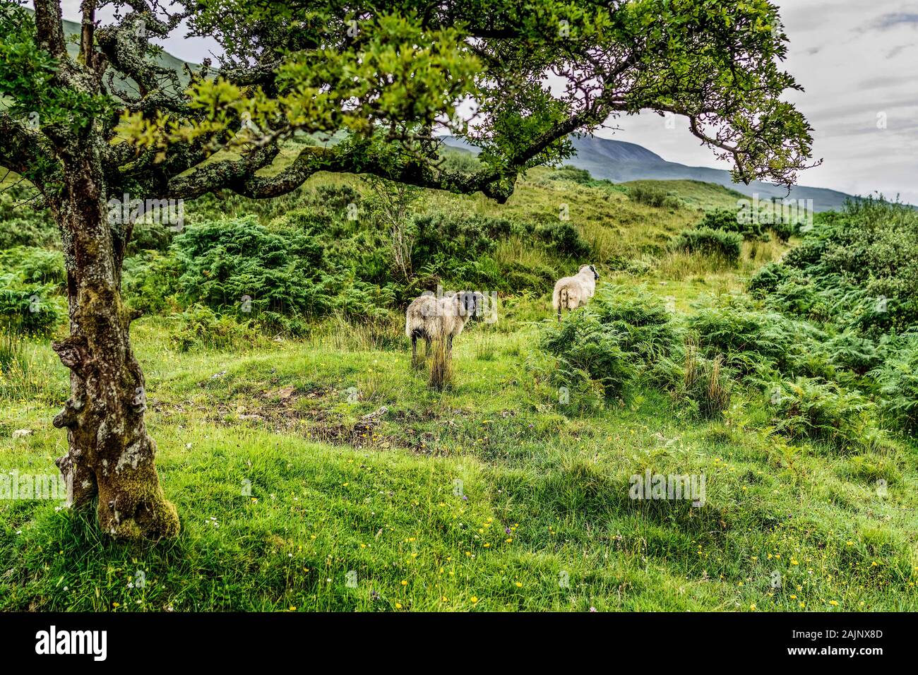 The sheep in field with mountains on the background Stock Photo - Alamy