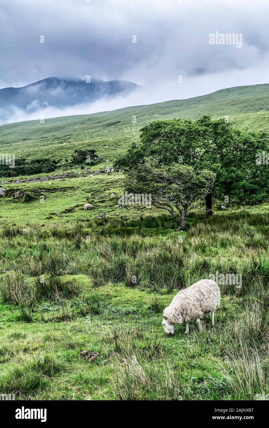 The sheep in field with mountains on the background Stock Photo - Alamy