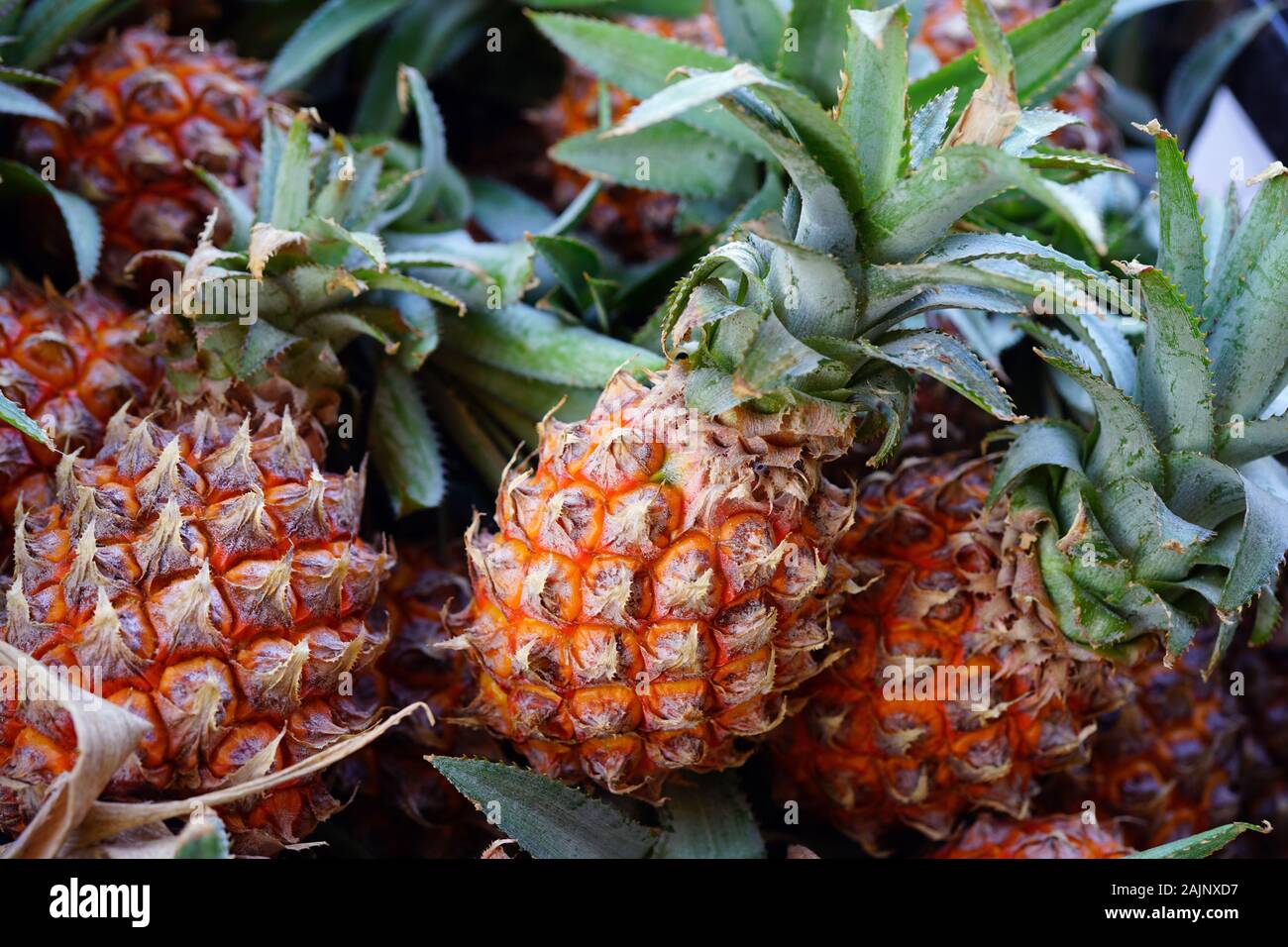 Page 2 - Tropical Fruit In Mauritius High Resolution Stock 