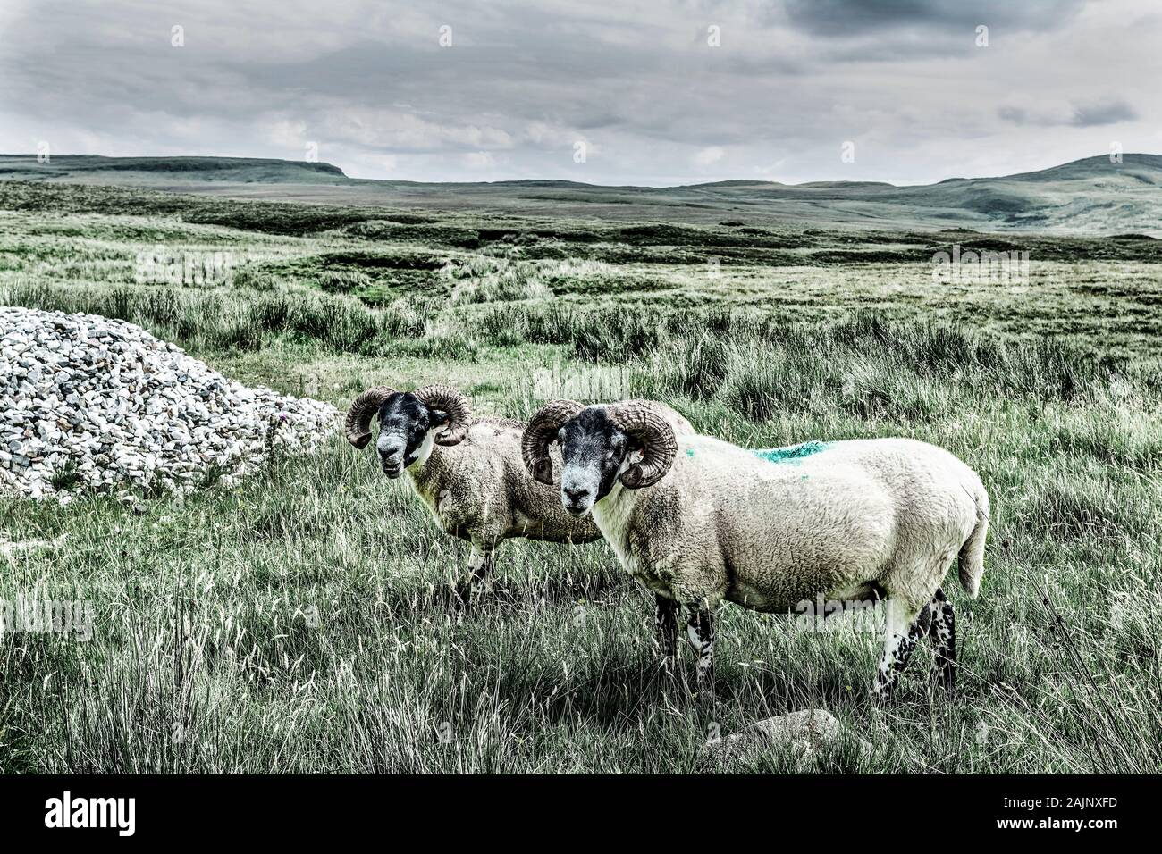 Two sheep in field dramatic style Stock Photo