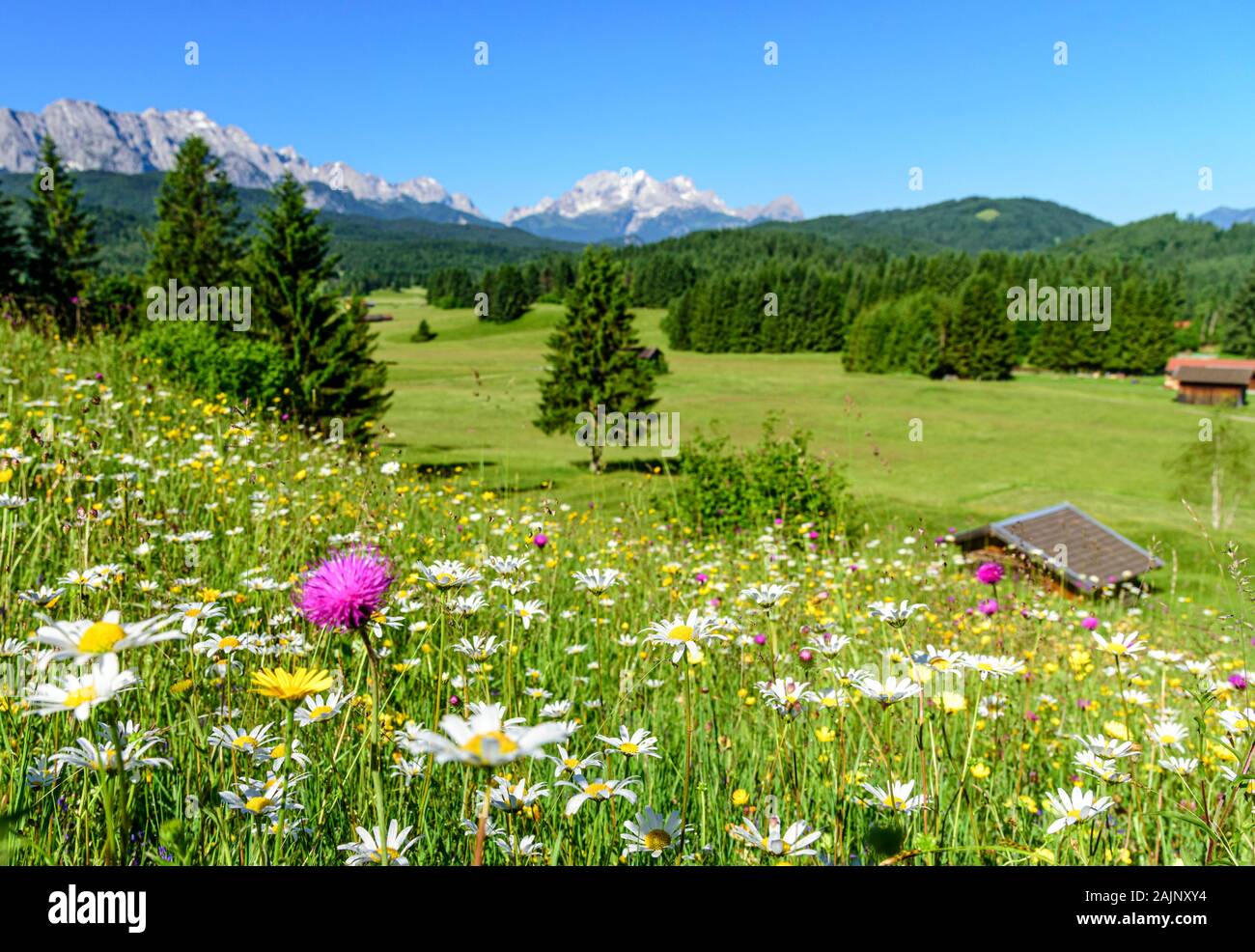 partícipe Alpinista Dedicar Bavarian Alps With Beautiful Flowers And Watzmann In Springtime, By JR  Photography | ado-toybox.jp