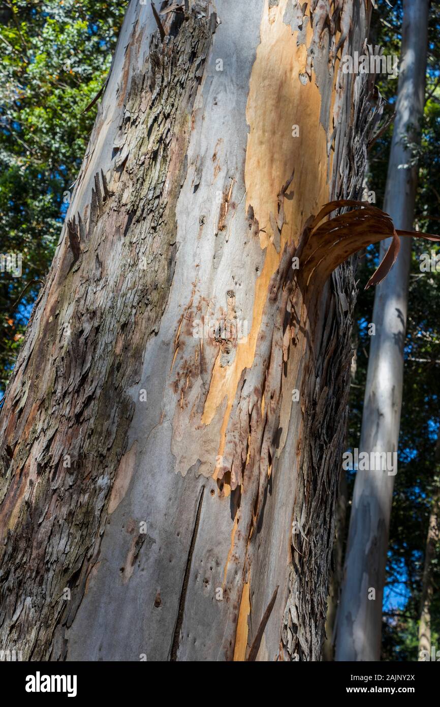 Tree Trunk With Sloping Bark In The Table Mountain National Park