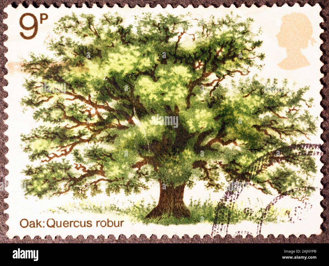 Oak on british postage stamp Stock Photo