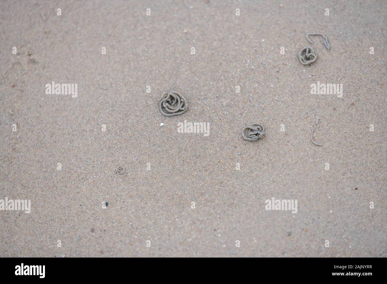 Lugworms dig through the sandy beach on the coast Stock Photo Alamy