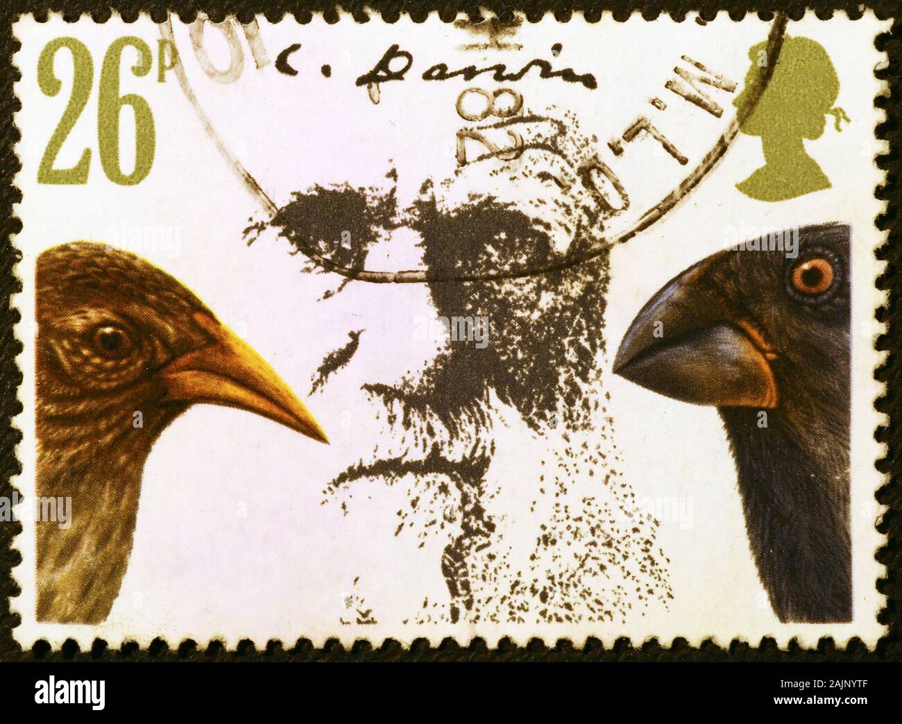 Portrait of Darwin and two birds on english postage stamp Stock Photo