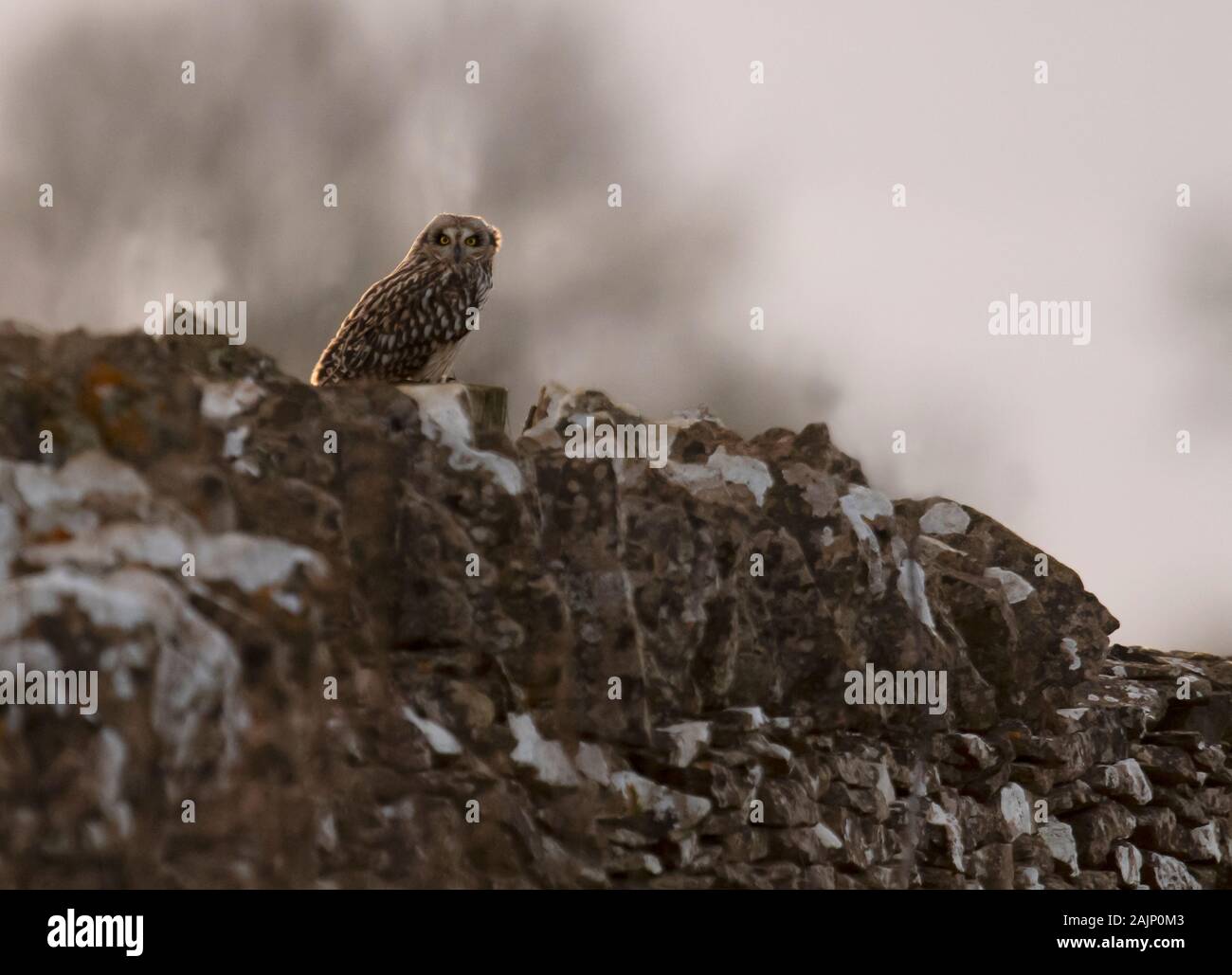 A wild Short Eared Owl (Asio Flammeus) perched on a dry stone wall, Cotswolds, Gloucestershire Stock Photo