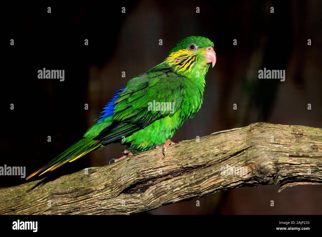 FEMALE RED-FLANKED LORIKEET charmosyna placentis ON A BRANCH Stock Photo