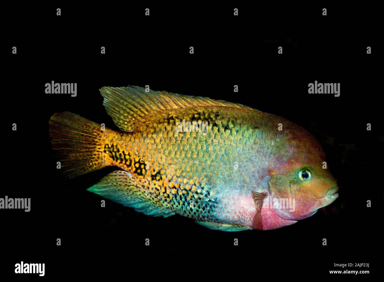 REDHEADED CICHLID cichlasoma synspilum AGAINT BLACK BACKGROUND Stock
