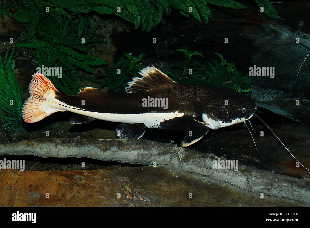 RedTail Catfish, phractocephalus hemioliopterus, Adult Stock Photo Alamy