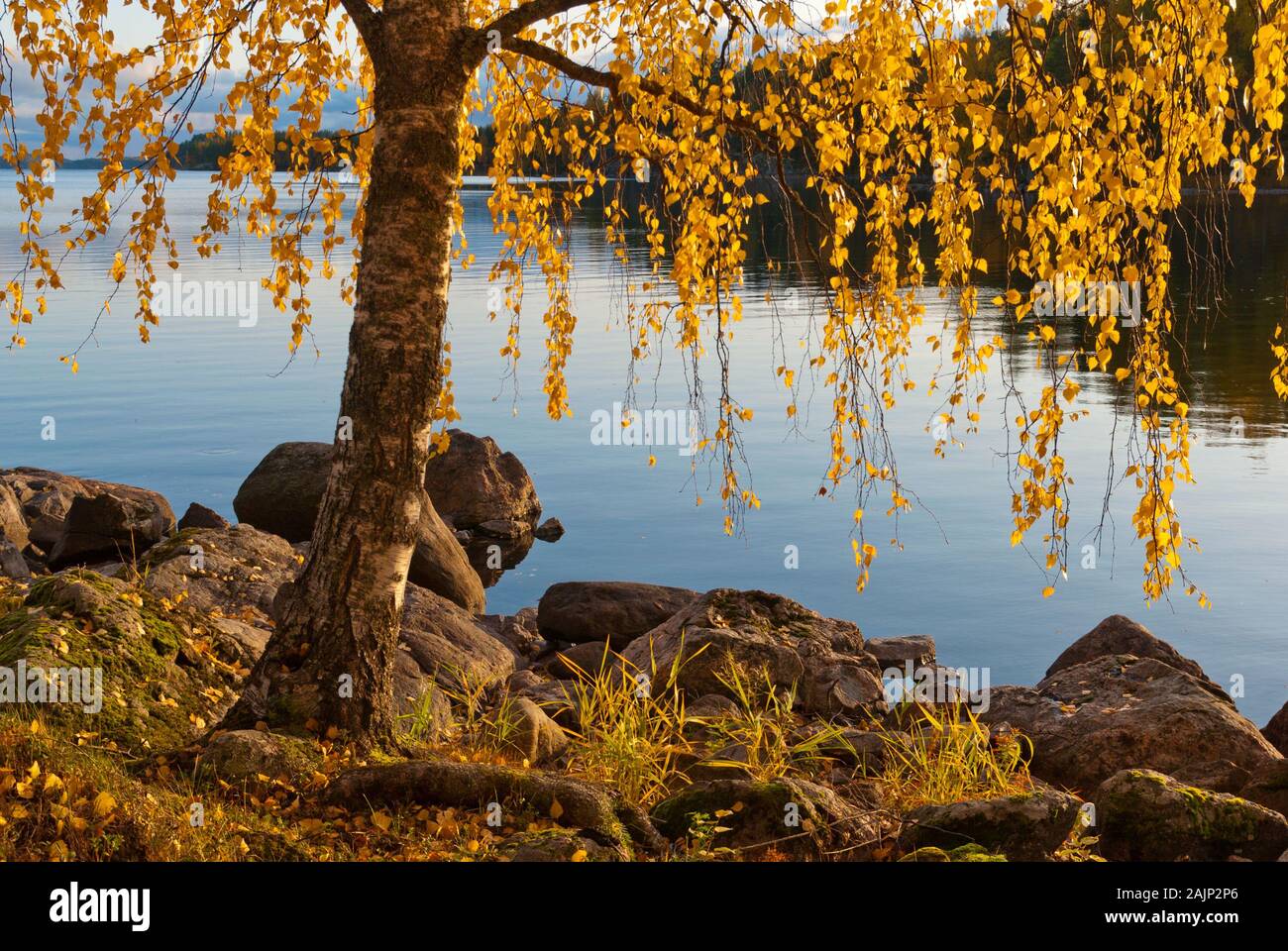Stony bank of The Saimaa Lake with yellow autumn leaves in Puumala ...