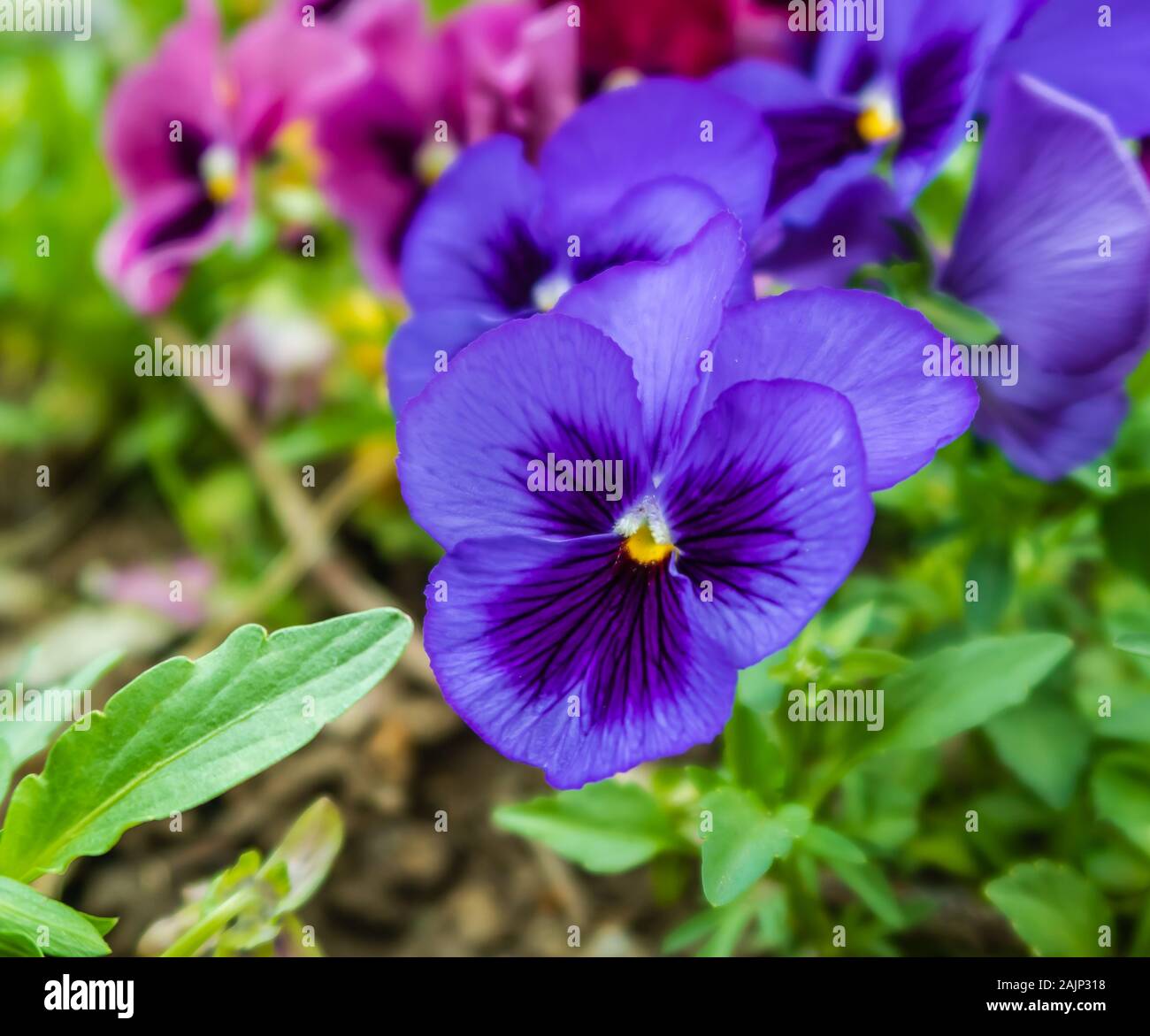 Purple pansies in the garden Stock Photo