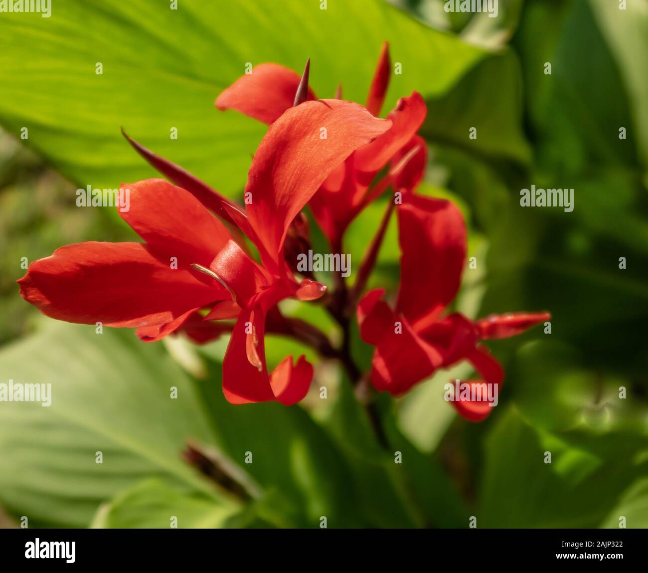 Red flower in a sunny garden Stock Photo