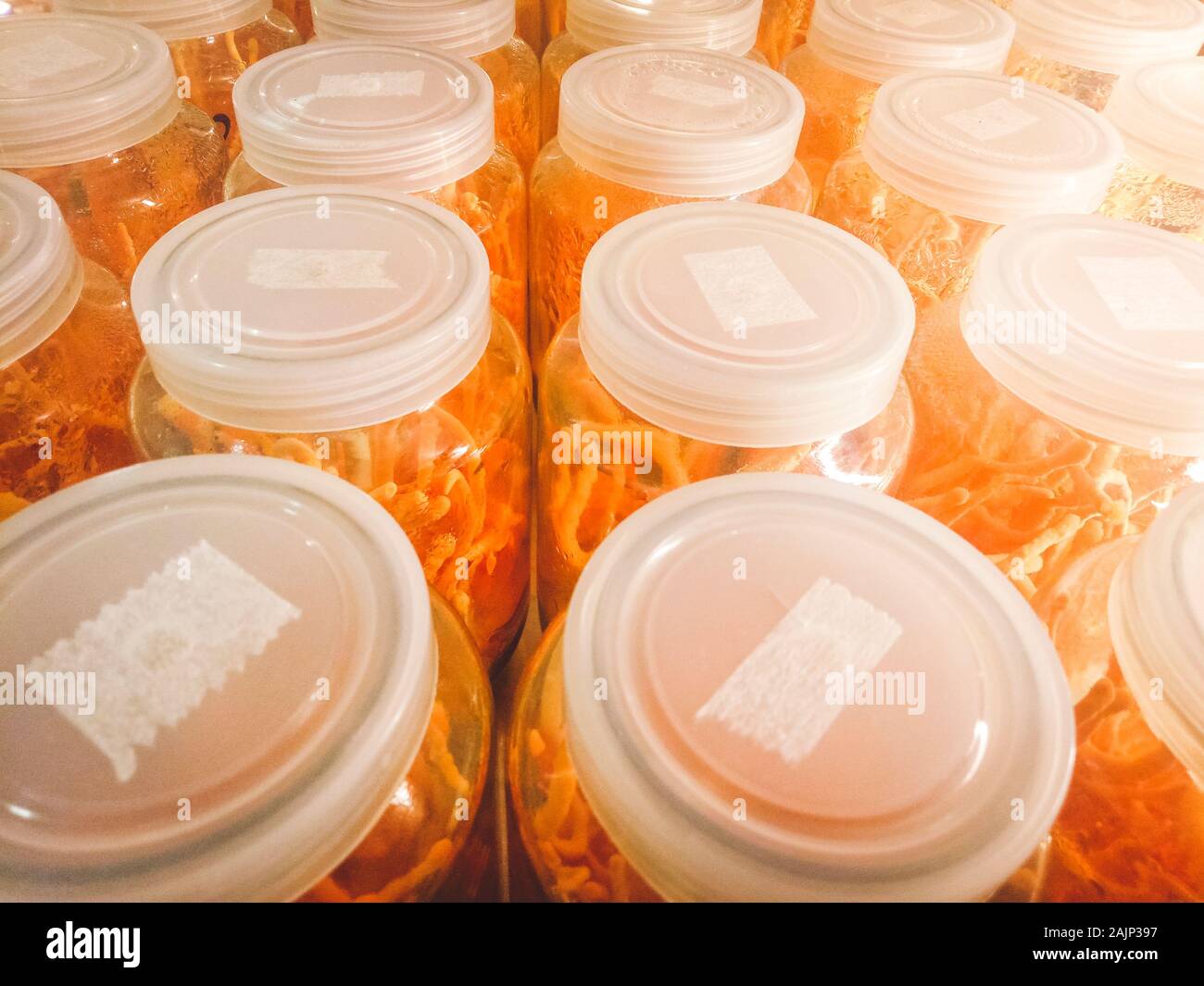 Cordyceps militaris in glass bottles at herbal farm  within light and temperature control room. Chinese medicine . Chinese herb . supplementary food Stock Photo