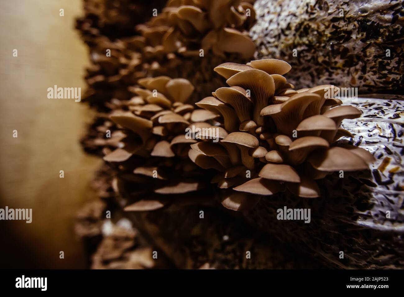 Oyster mushroom cultivation growing in farm on oil cake substrate Stock ...