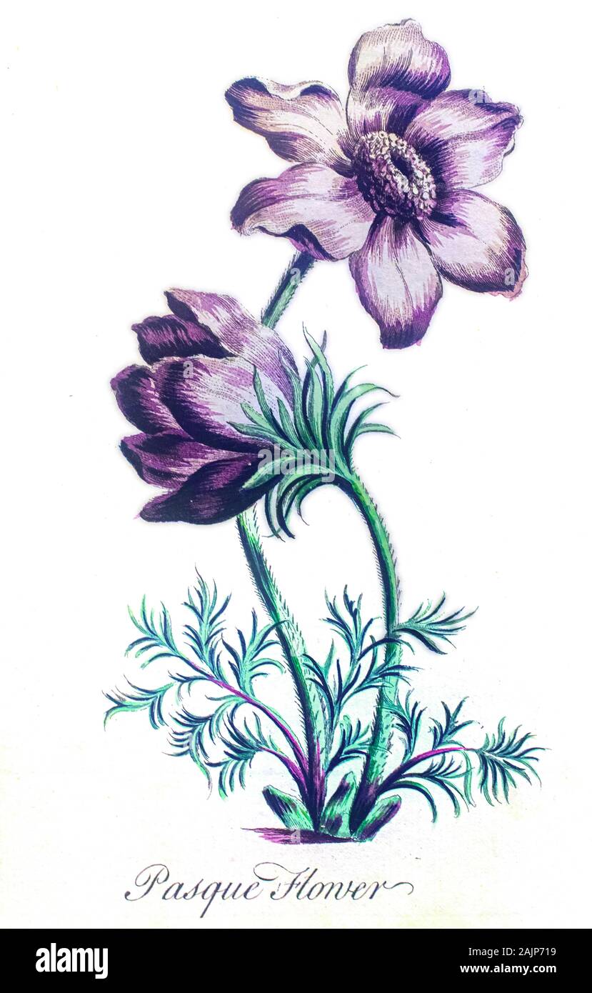 Hand colored botanical engraving Pulsatilla vulgaris (pasque flower, pasqueflower) Stock Photo