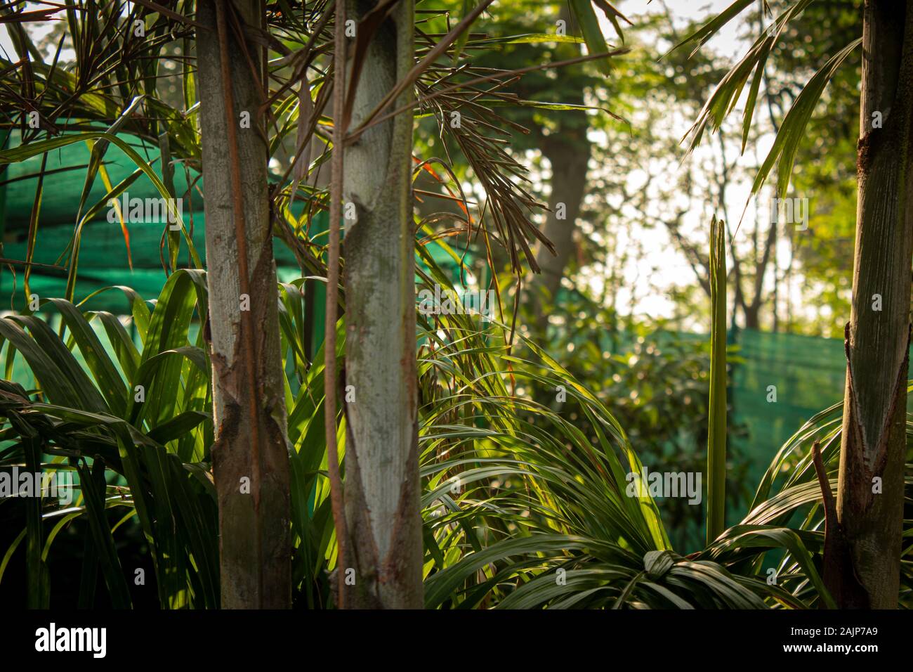 Young palm trees in a nursery garden. Areca Palm tree skin and texture