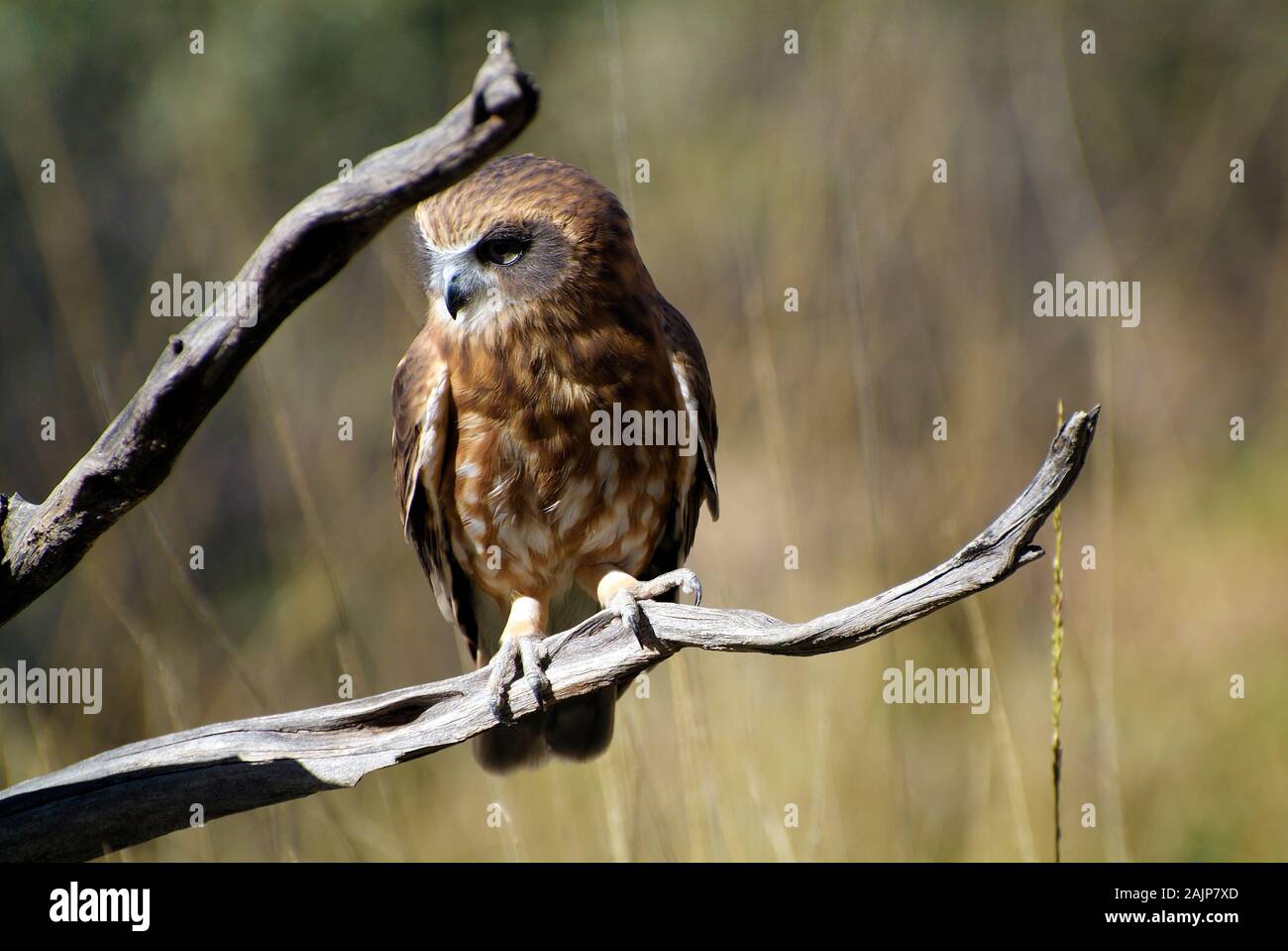 Southern Boobook Owl - known as Morebork Stock Photo