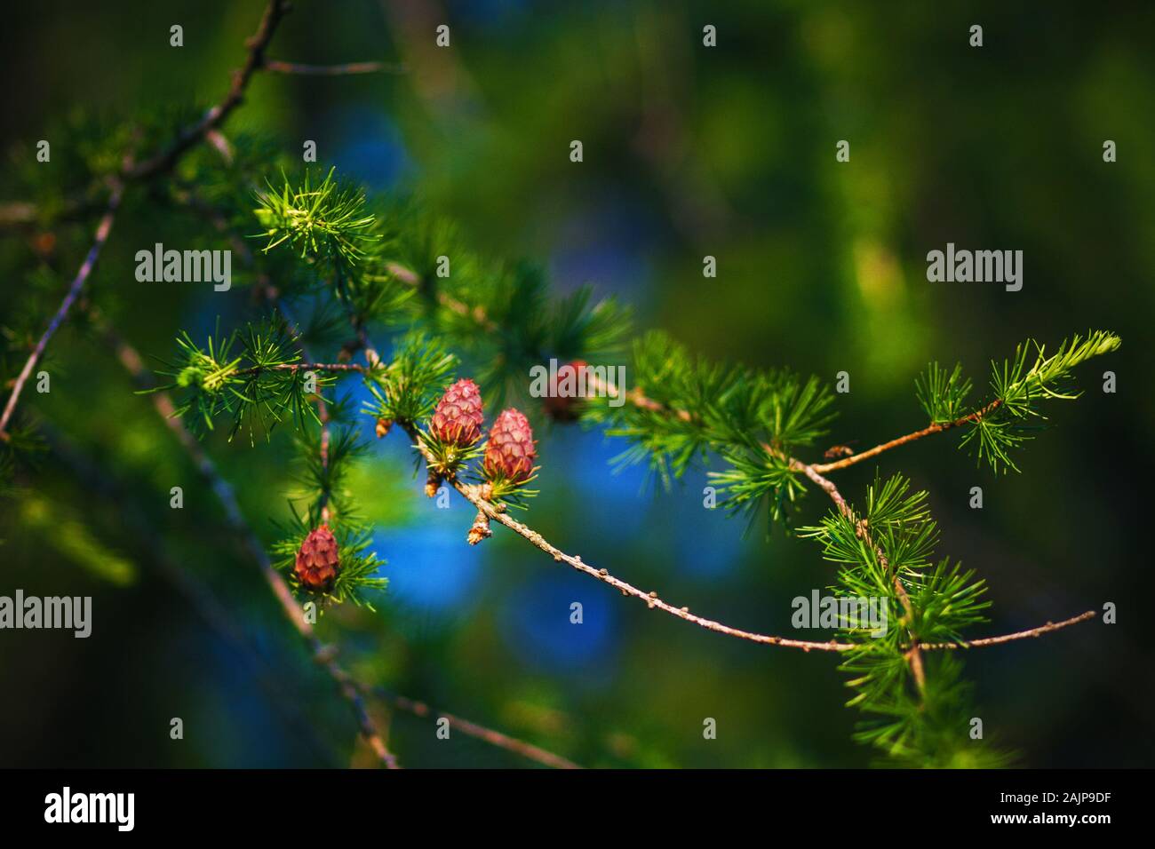 Thin graceful branches of larch with bright green long needles and reddish small cones that grow in the summer on a clear day. Stock Photo