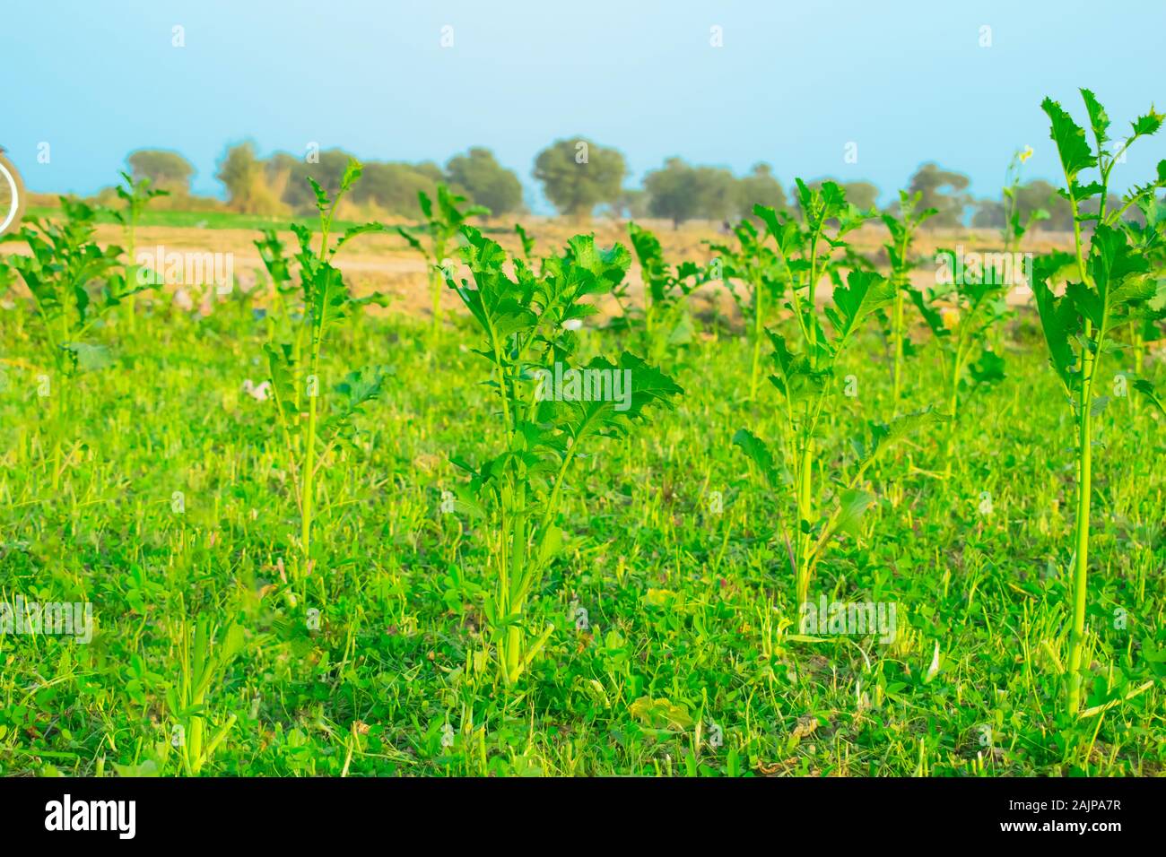 Beautiful mustered plants with their colourful leaves in a field,punjab,pakistan. Stock Photo