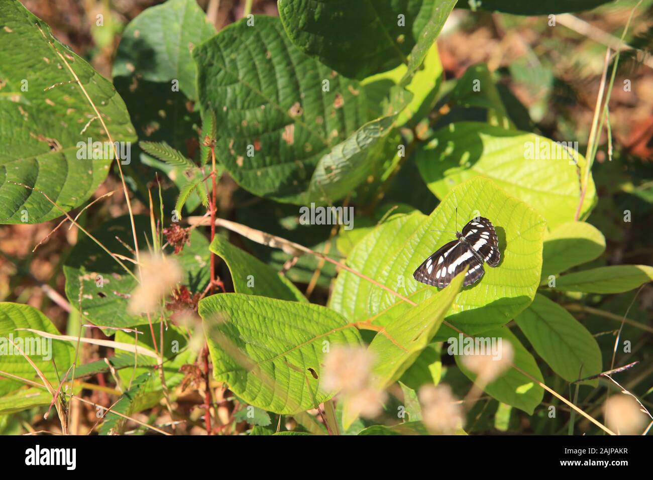 black and white butterfly Stock Photo Alamy