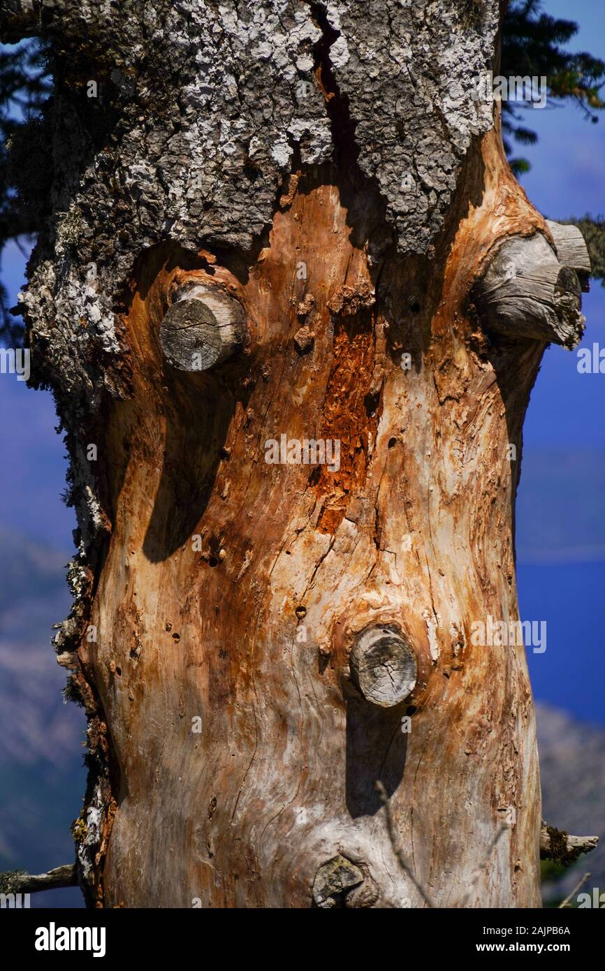 tree trunk and bark Aenos (Ainos) mountain and forest on the Greek Island of Cephalonia, Ionian Sea, Greece Stock Photo
