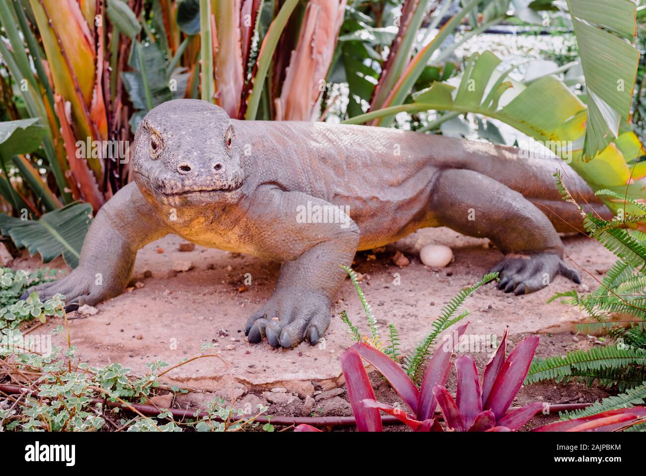 Recreation of the life-size komodo dragon reptile. Stock Photo