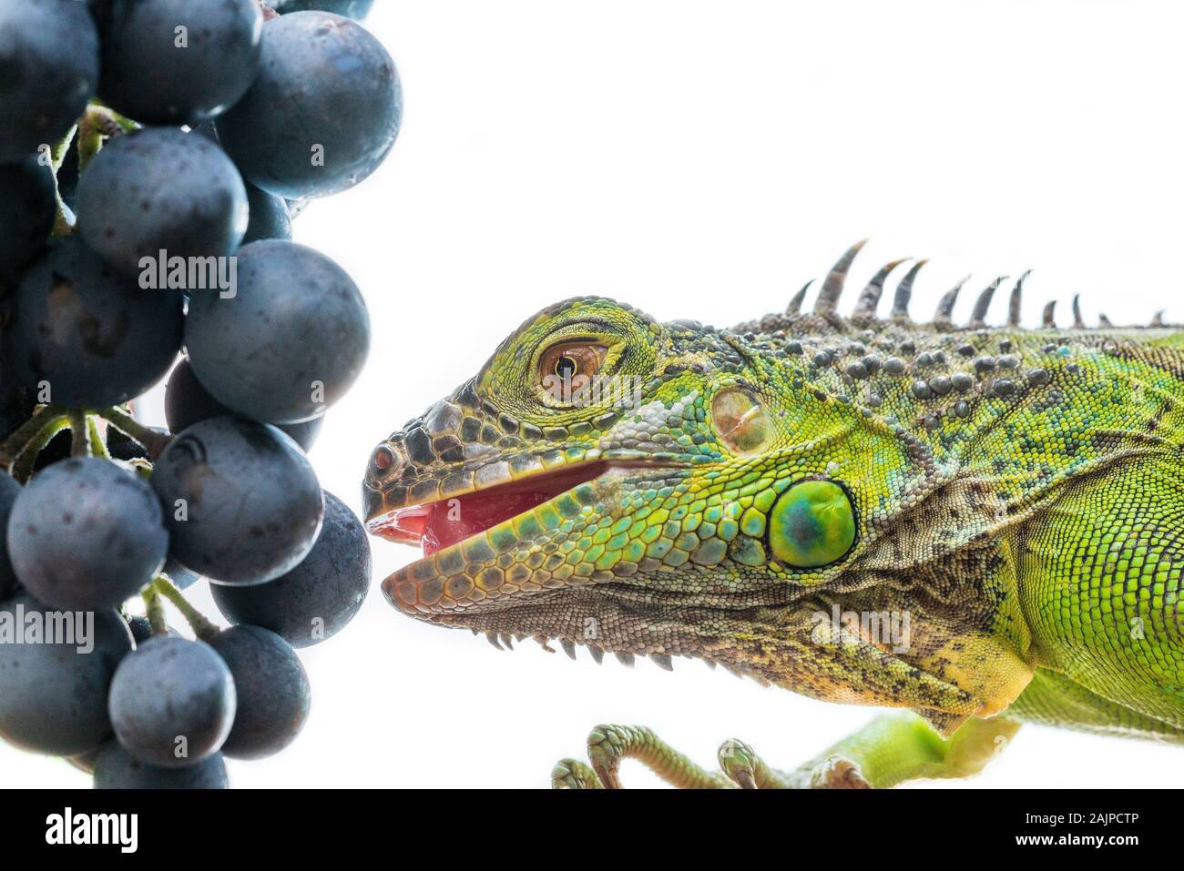 Green iguana eats a grape, isolated on white background Stock Photo Alamy