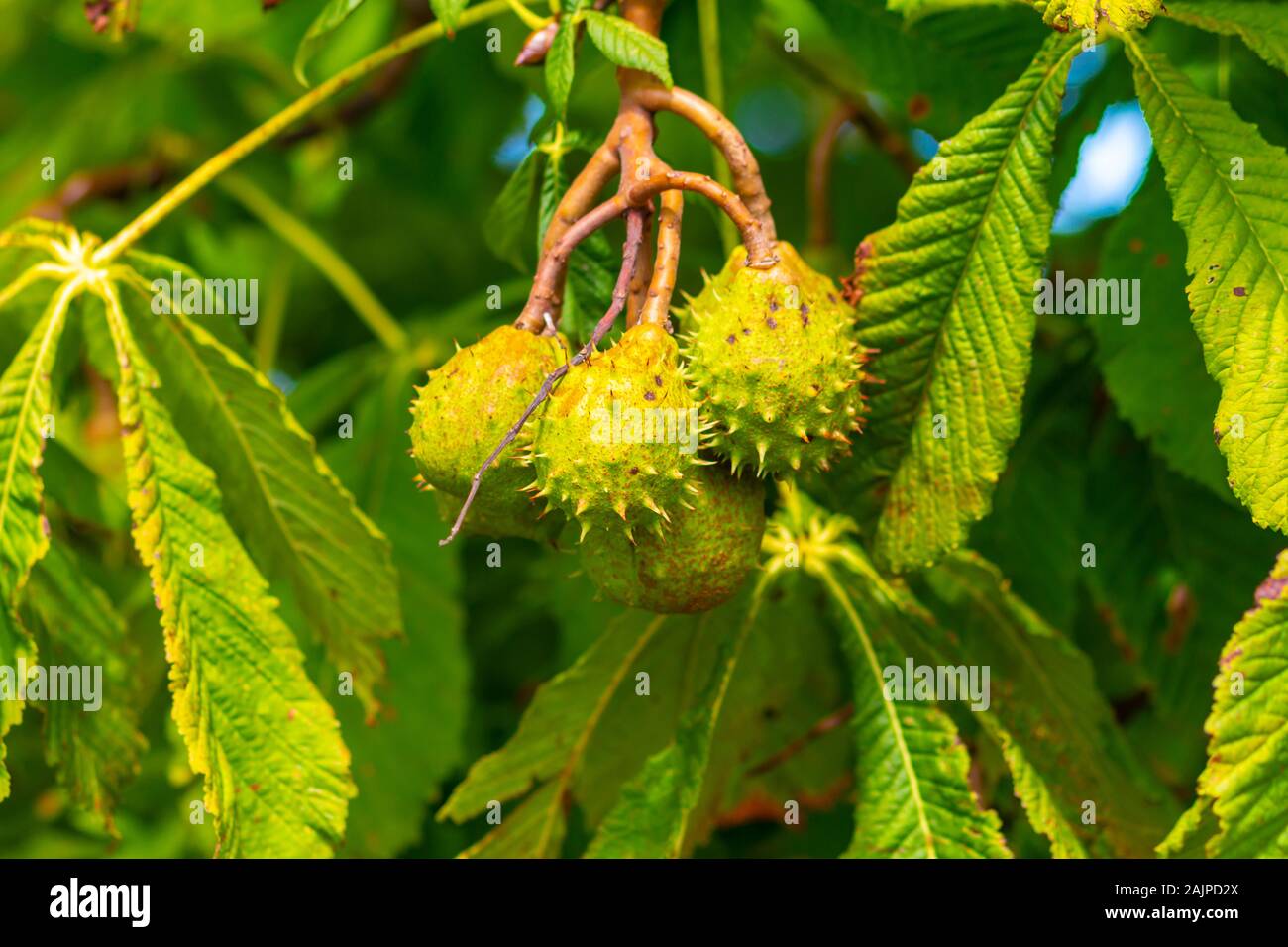 A cluster of conkers in their ripe spiky shells on a horse chestnut tree. Stock Photo