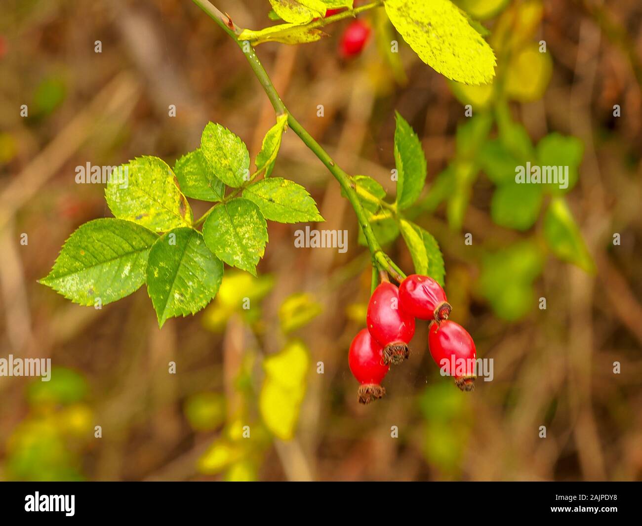 Closeup of bright red rosehips and green leaves on a branch in early winter Stock Photo