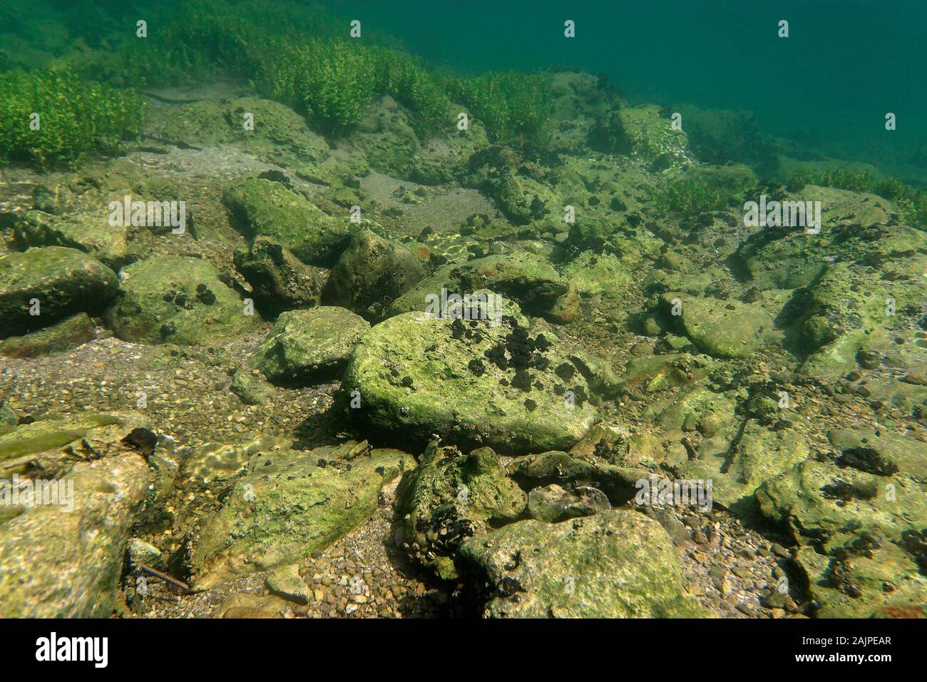Riverbed underwater moss hi-res stock photography and images - Alamy